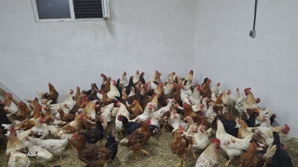 Петухов продаётся от 2000тг