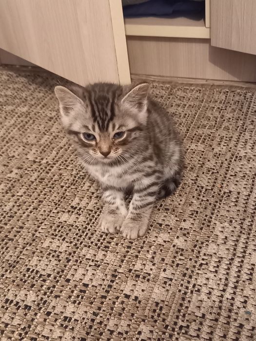Отдам котят  породистые