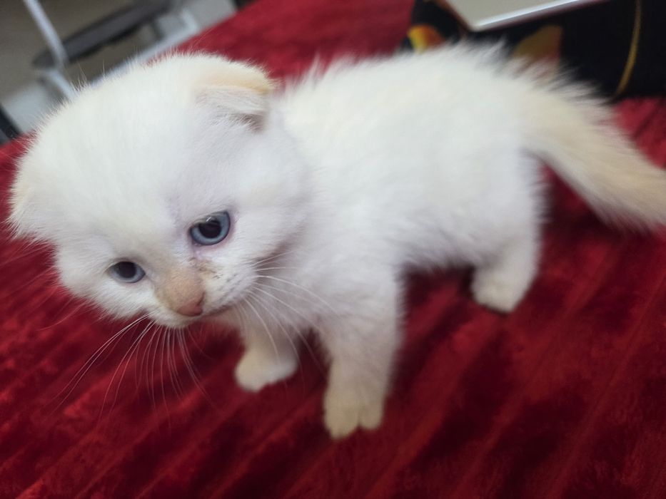 Красивый котёнок