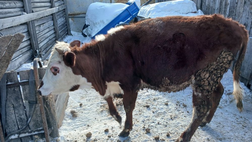 Продам хорошую телочку