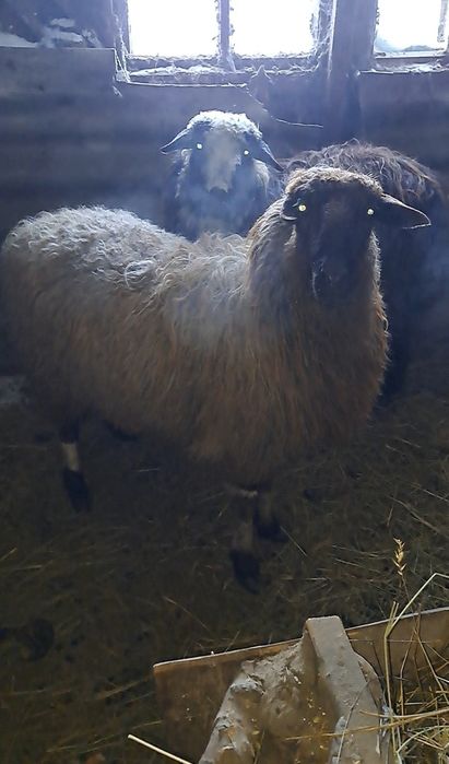 Продам 2 Овец на мясо