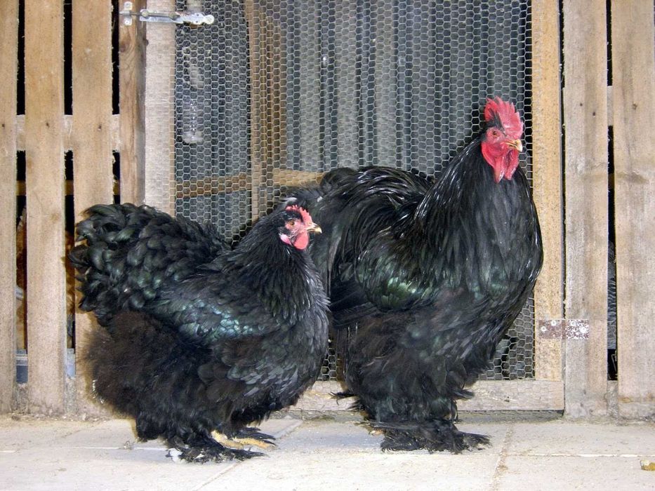 Брама порода кур описание фото отзывы Брама порода кур описание фото отзывы