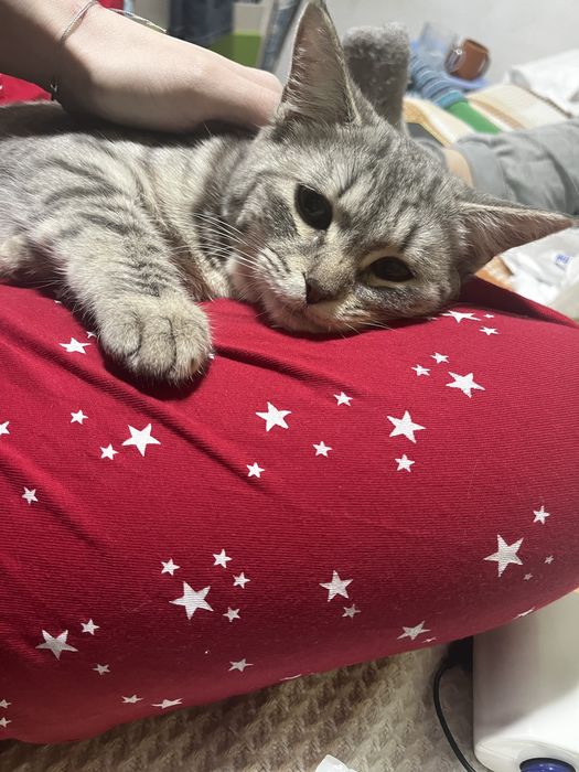Кошечки ищут дом