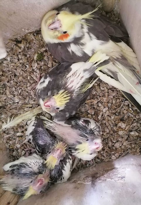 Puiuți papagali Nimfa, inelati 2025