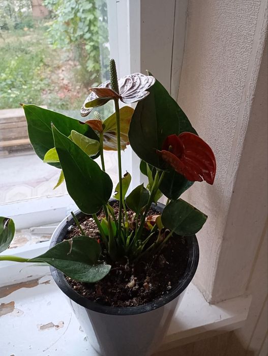 Домашние цветы...