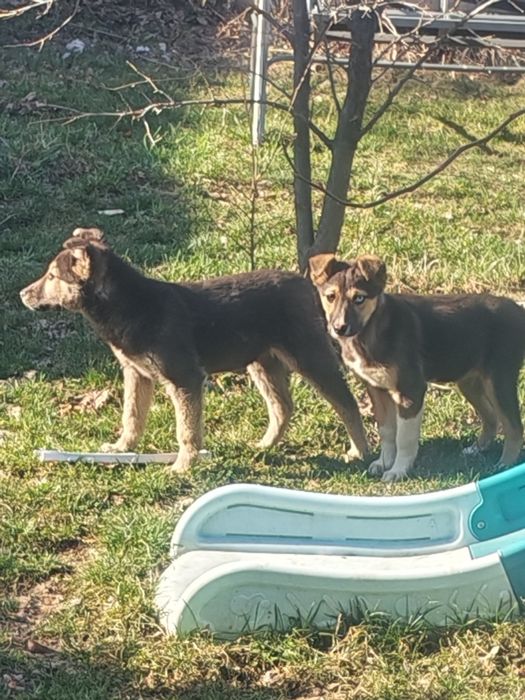 Отдам щенков в добрые руки