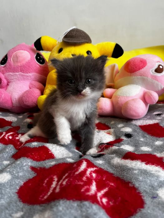 Котята за шоколадку)