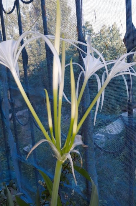 Комнатные растения разные,цены уточняйте!