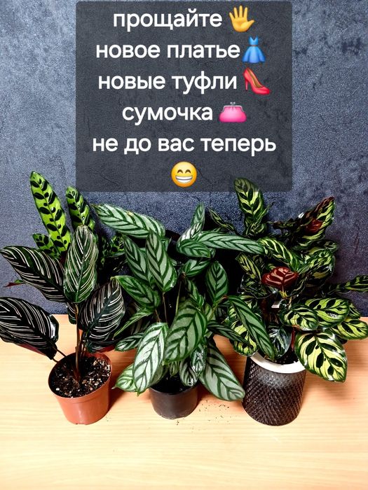 Комнатные растения от 2500
