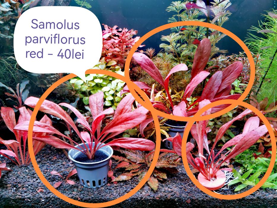 Vand plante naturale pentru acvariu