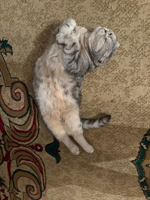 Шотландская вислоухая кошка