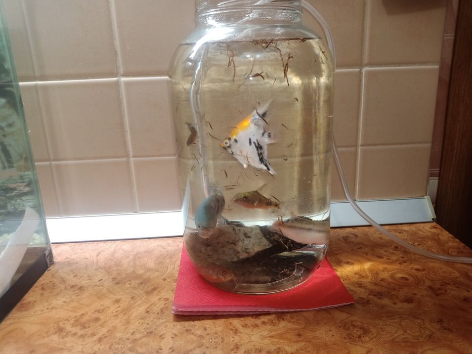 Аквариум 20 литров