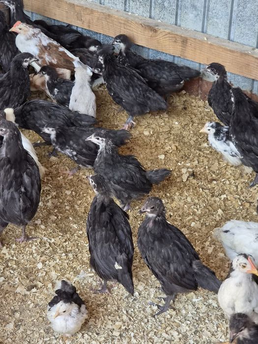 Pui diverse rase 2 luni australorp, labresse, cochinchina