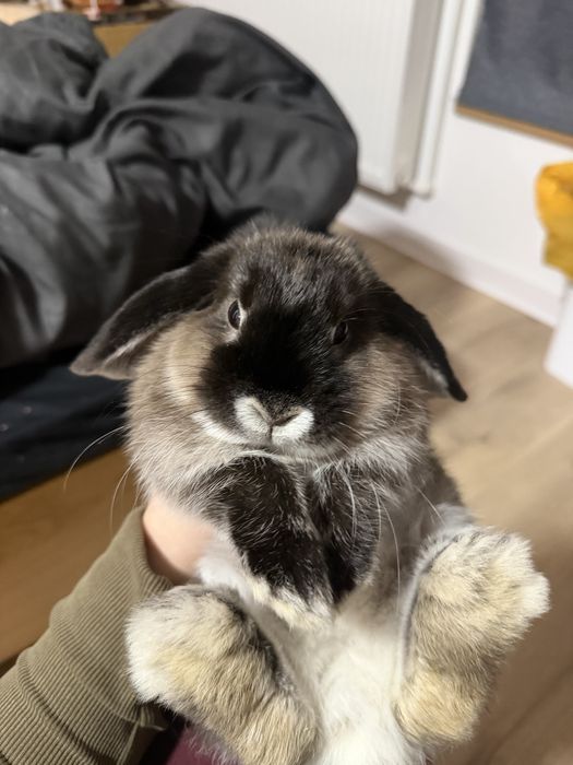 Iepuraș Pitic holland Lop/lop olandez