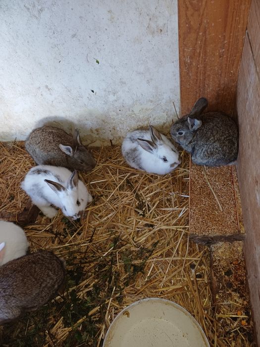 Vand iepuri de o luna