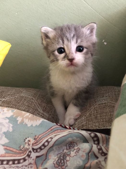 Котята красивые