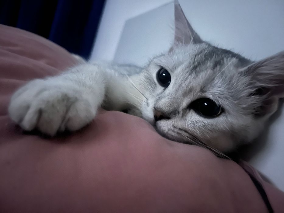 Отдам котенка в добрые руки