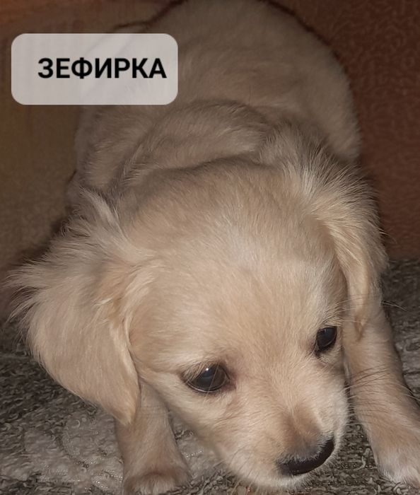 Щенята в добрые руки