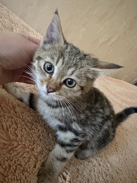 Ищу дом для котят