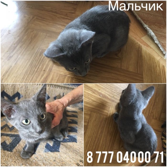 Дымчатый мальчишка ищет дом