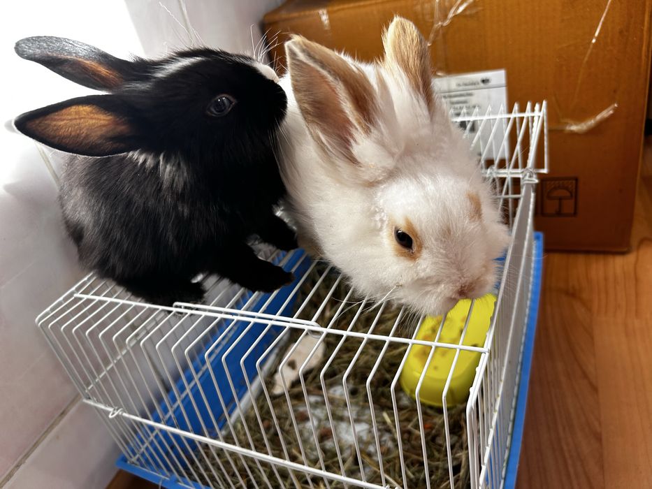 Кролики декоротивные