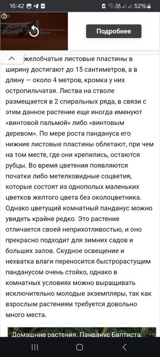 Панденус 2500 тенге