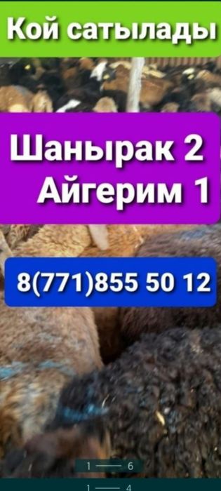 Кой Бараны токтушки продаётся Имеется доставка по городу