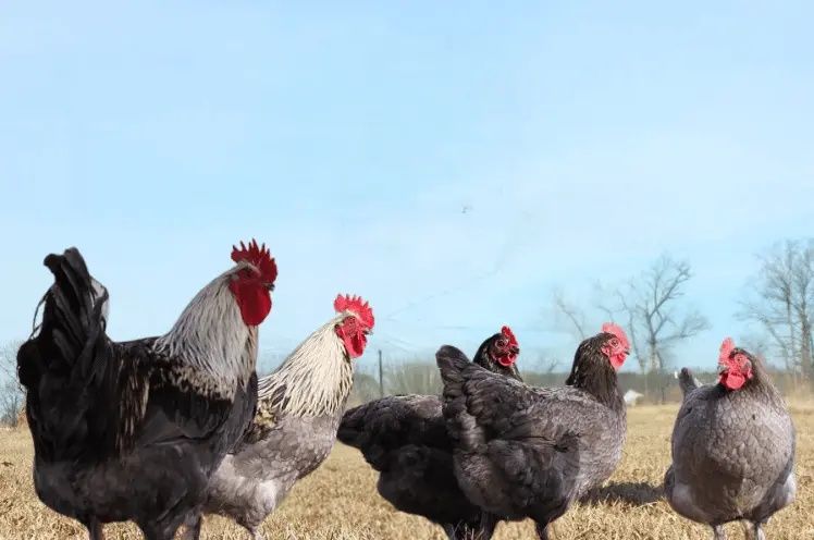 Яйца от Маран, няколко цвята