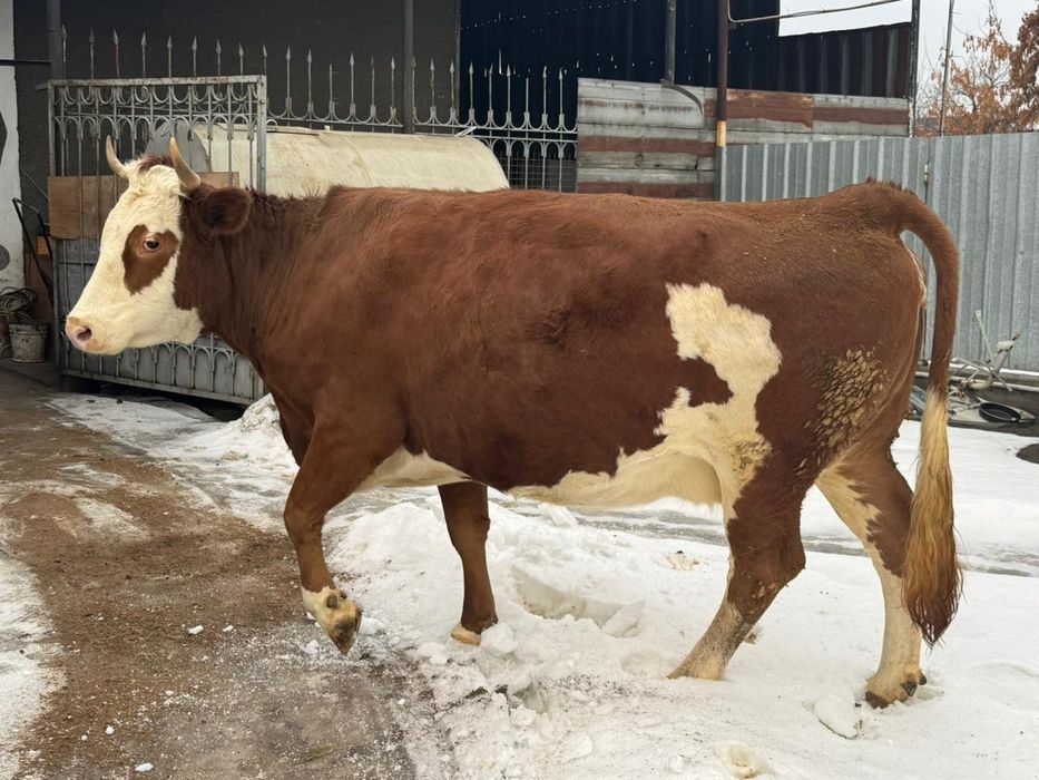 Продам домашнюю корову