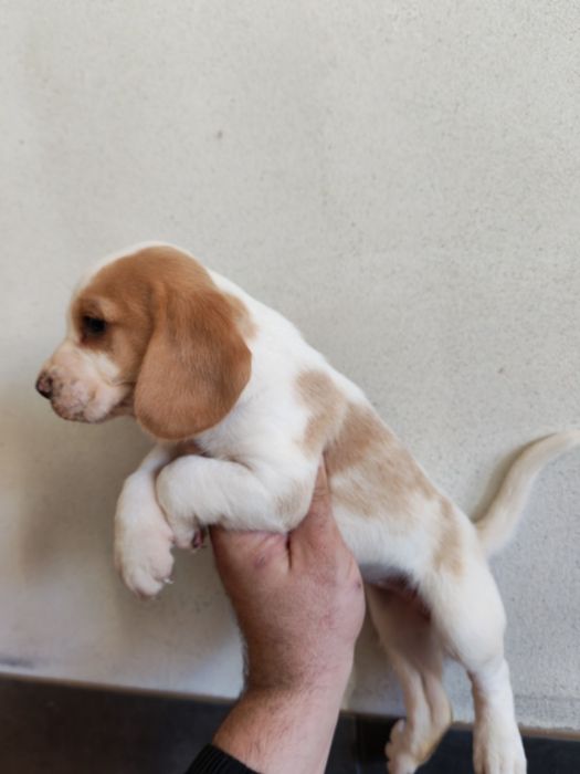 Fetiță beagle bicolor cu certificat pedigree