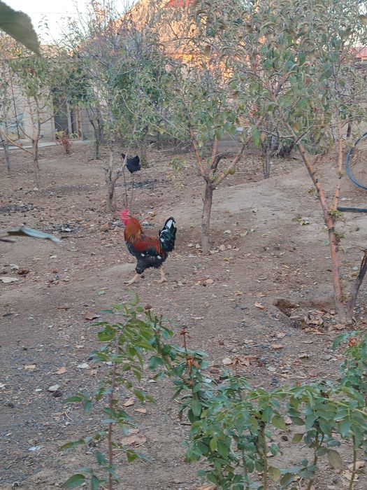 Осы 2 қораз сатылады