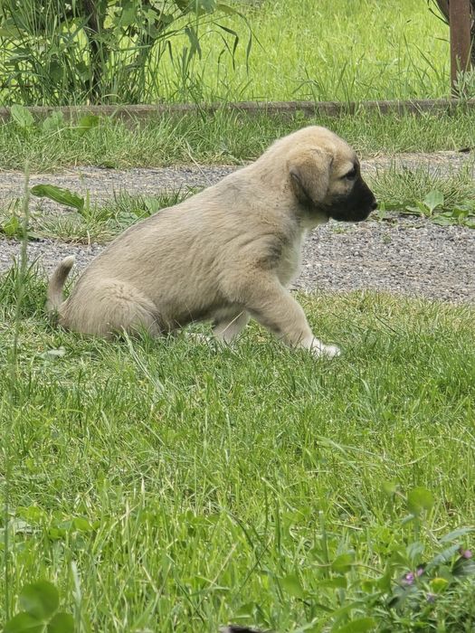 Femelă  kangal disponibila