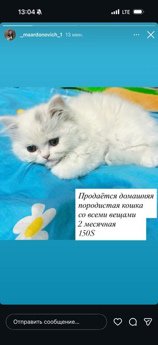 Mushukcha sotiladi barcha natsalari bilan zotdor soglom mushukcha 2 oy