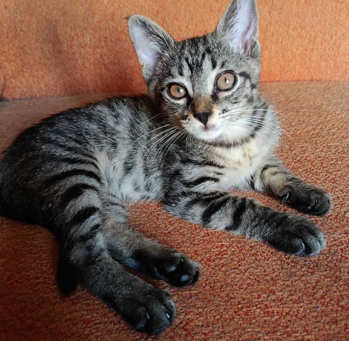 Котята в добрые руки! Смотрите фото