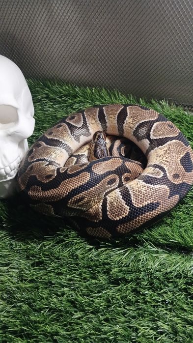 Королевский питон