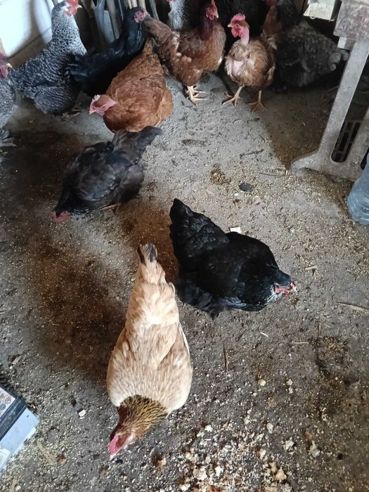 Vînd găini țărănești