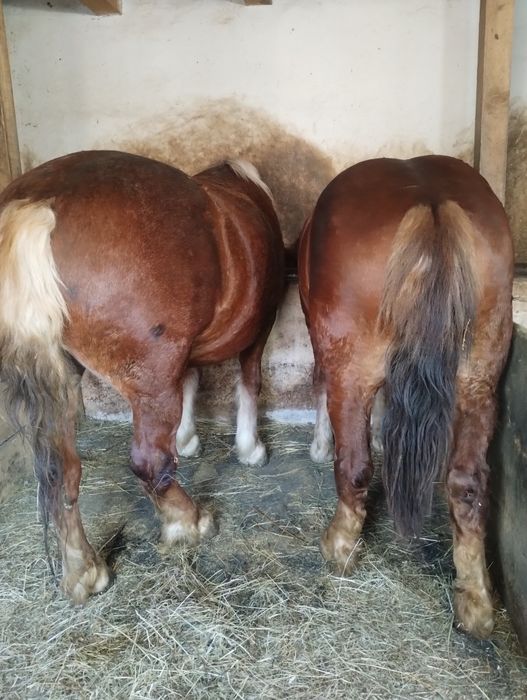 De vanzare iapa de 6 ani cu manza de 1 an jumate