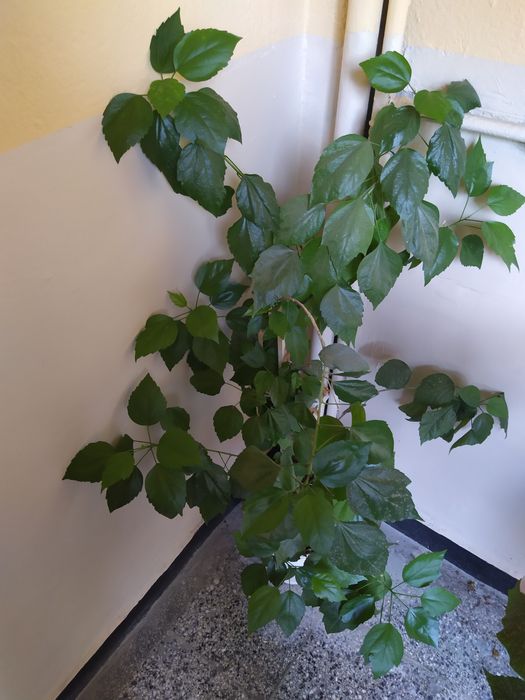 ПРОДАМ красиви цветя