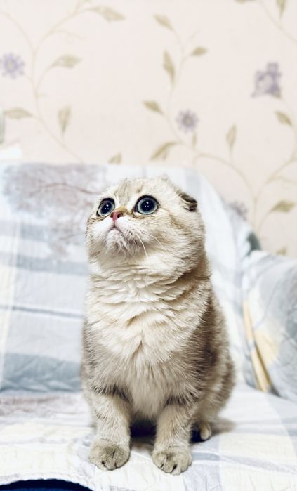 Скоттиш фолд девочка