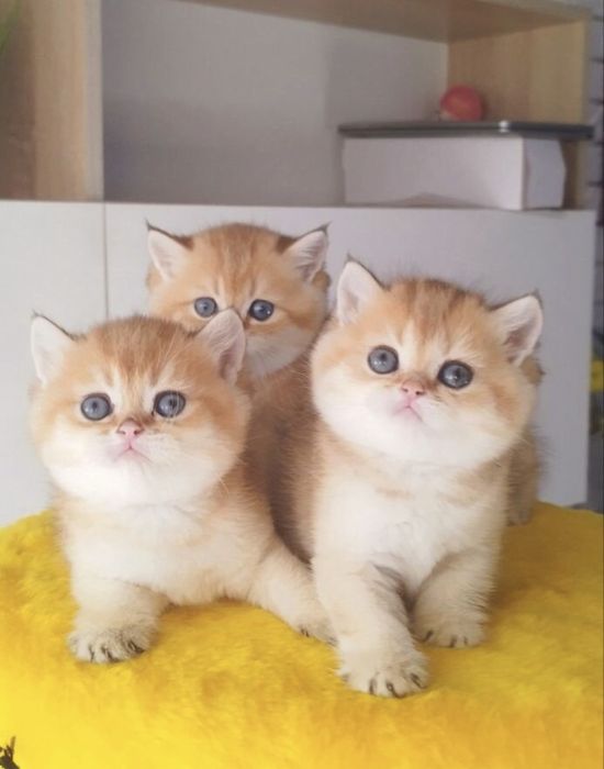 Золотые котята мальчик или девочка