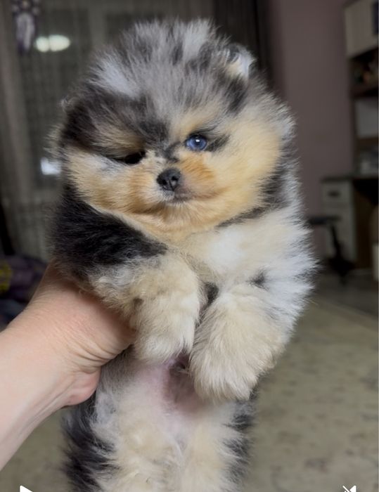 Померанский шпиц