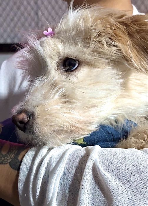 Щенок в добрые руки