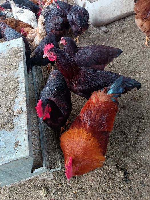 Vând cocosi new hampshire  și Rhode island