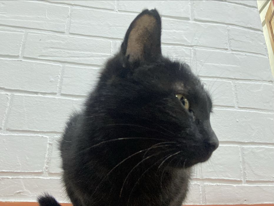 Отдам кошку в добрые руки