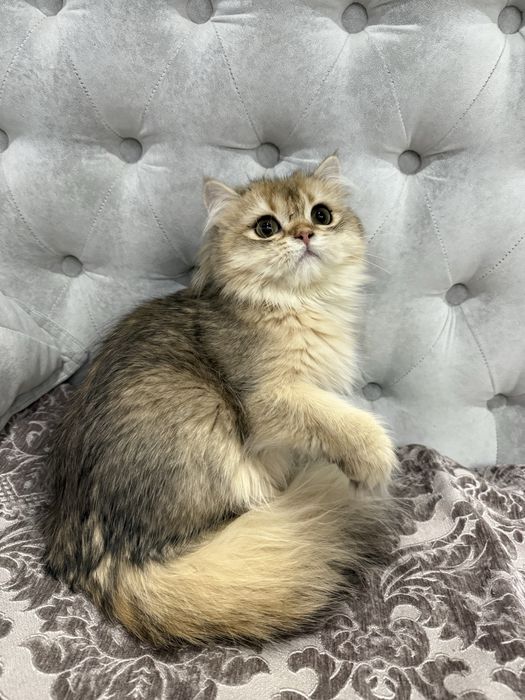 Срочно Британские золотые котята шиншиллы. Официальный питомник.