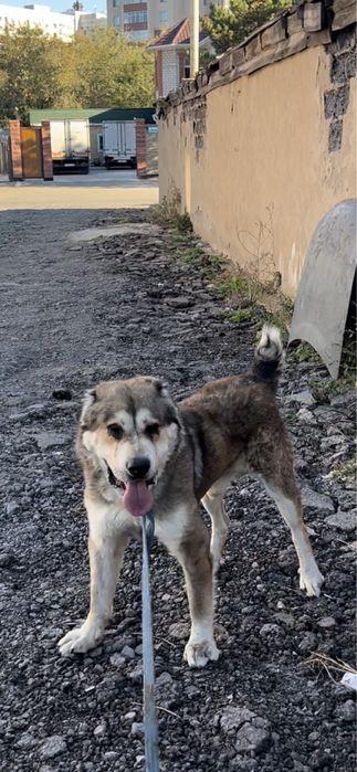 На вязку Кобели. Сао.