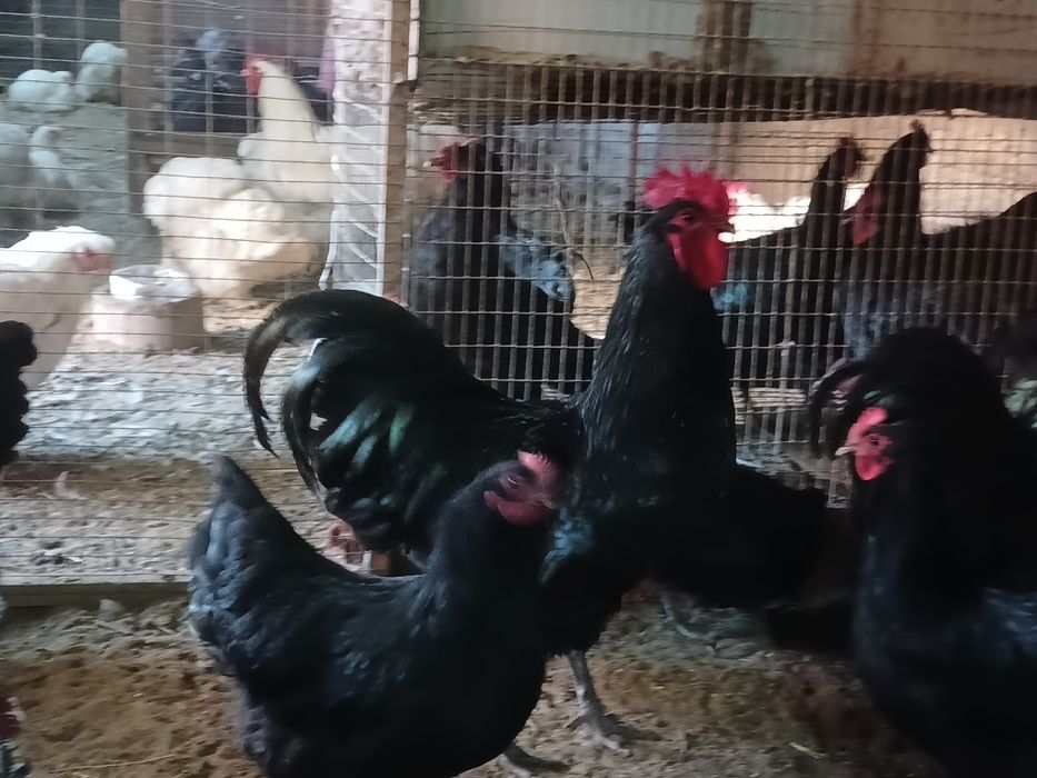 Австралоп  хурозлар ва тухумлари сотилади