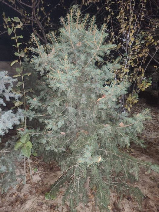 Archa голубой ель и серебристый ель