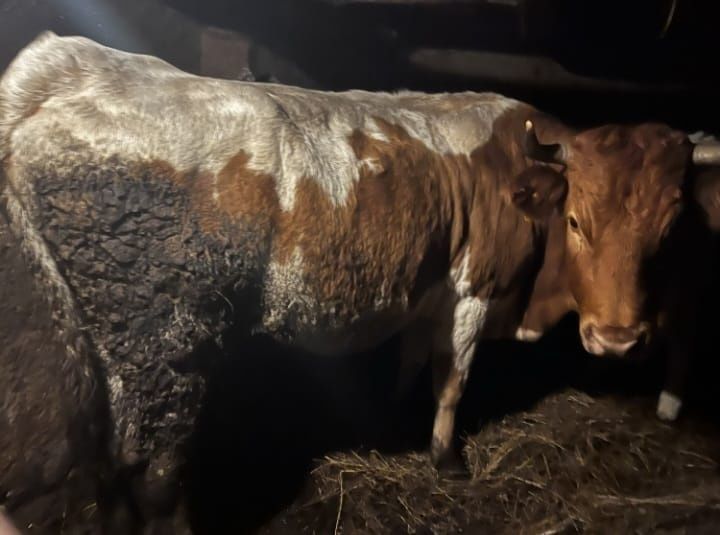 Vand vacă de a fata