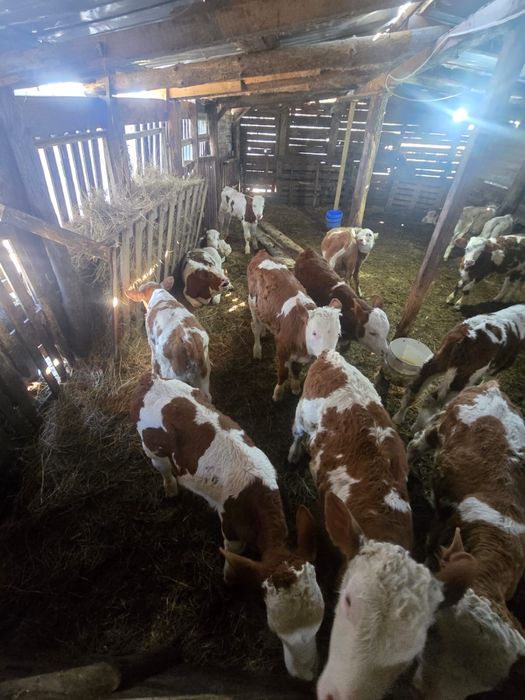 Vand vitei intarcati